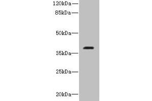RIBC2 anticorps  (AA 1-309)