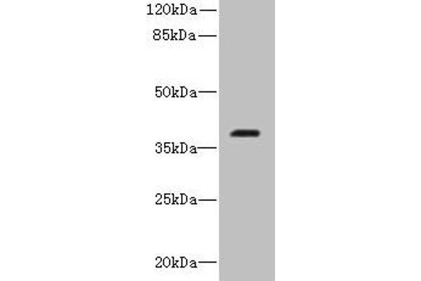 RIBC2 anticorps  (AA 1-309)