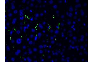 ABIN6267554 at 1/200 staining human gastric tissue sections by ICC/IF.