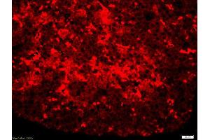 Immunofluorescence (IF) image for anti-Mitogen-Activated Protein Kinase Kinase Kinase Kinase 1 (MAP4K1) (pSer171) antibody (ABIN710396)