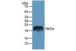 REG1A 抗体  (AA 10-165)