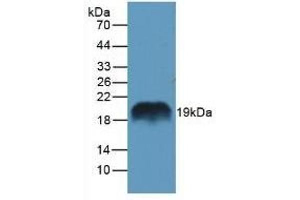 REG1A antibody  (AA 10-165)