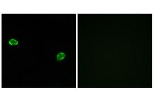 Immunofluorescence analysis of MCF-7 cells, using OR5M3 antibody. (OR5M3 antibody  (Internal Region))