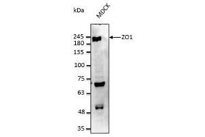 Anti-ZO1 Ab at 1/2,500 dilution, 50 µg of total protein per rabbit polyclonal to goat IgG (HRP) at 1/10,000 dilution, (TJP1 antibody  (C-Term))