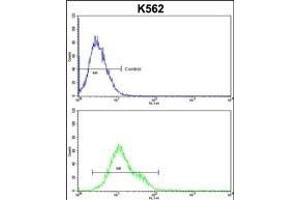 CFLAR Antibody (Center) (ABIN653068 and ABIN2842669) flow cytometric analysis of k562 cells (bottom histogram) compared to a negative control cell (top histogram).