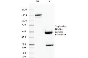 SDS-PAGE Analysis Purified ODC1 MAb (ODC1/487). (ODC1 antibody)