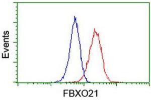 Image no. 6 for anti-F-Box Protein 21 (FBXO21) antibody (ABIN1498233) (FBXO21 antibody)