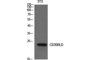 Western Blot (WB) analysis of NIH-3T3 cells using CD300d Polyclonal Antibody.