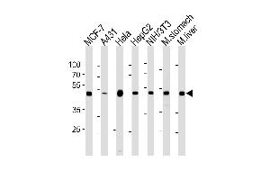 ENO1 Antibody (ABIN1882238 and ABIN2843352) western blot analysis in MCF-7,A431,Hela,HepG2,mouse NIH/3T3 cell line and mouse stomach,liver tissue lysates (35 μg/lane). (ENO1 antibody)