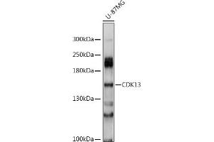 Western blot analysis of extracts of U-87MG cells, using CDK13 antibody (ABIN6130965, ABIN6138307, ABIN6138308 and ABIN6214440) at 1:1000 dilution. (CDK13 antibody  (AA 620-900))