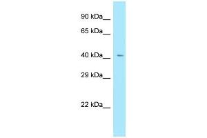 WB Suggested Anti-RXFP4 Antibody Titration: 1. (RXFP4 antibody  (C-Term))