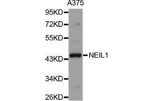 Western blot analysis of extracts of A375 cell line, using NEIL1 antibody. (NEIL1 antibody)