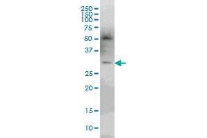 PLEKHO2 antibody  (AA 392-490)