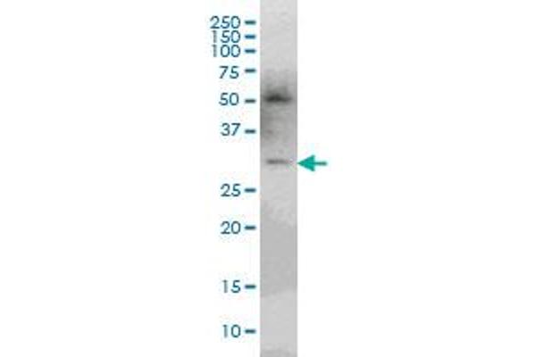 PLEKHO2 antibody  (AA 392-490)