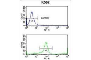 KIR3DL3 Antibody (Center) (ABIN653117 and ABIN2842700) flow cytometry analysis of K562 cells (bottom histogram) compared to a negative control cell (top histogram). (KIR3DL3 antibody  (AA 132-158))