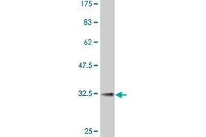Western Blot detection against Immunogen (30. (CCR2 antibody  (AA 1-42))