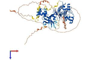 AlphaFold protein structure predicition of Mouse Recombinant Smok2a Protein, UniprotID Q9QYZ6 (Smok2a Protein (AA 1-504) (His tag))