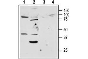 Western Blotting (WB) image for anti-Coagulation Factor II (thrombin) Receptor-Like 1 (F2RL1) (AA 368-382), (Intracellular) antibody (ABIN7043075)