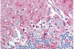 Anti-NPY5R antibody IHC staining of human brain, cerebellum. (NPY5R antibody  (AA 221-270))