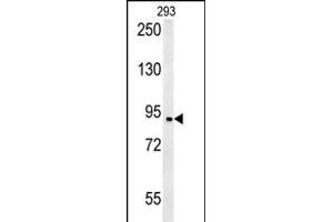 BRD2- (ABIN392609 and ABIN2842131) western blot analysis in 293 cell line lysates (35 μg/lane). (BRD2 antibody  (AA 170-200))