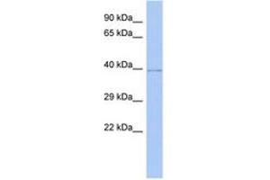 Image no. 1 for anti-WD Repeat Domain 53 (WDR53) (AA 107-156) antibody (ABIN6743897) (WDR53 antibody  (AA 107-156))