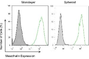Mesothelin expression in mesothelioma monolayers and spheroids. (Mesothelin antibody)
