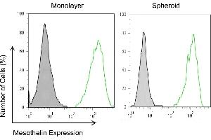 Mesothelin expression in mesothelioma monolayers and spheroids. (Mesothelin antibody  (Extracellular Domain))