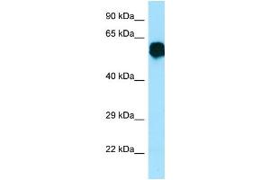 WB Suggested Anti-CR1L Antibody Titration: 1. (CR1L antibody  (Middle Region))