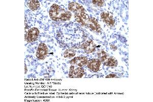 Human kidney (ZFHX2 antibody  (Middle Region))