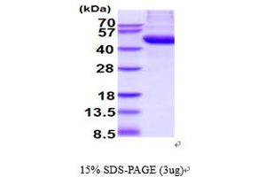 SDS-PAGE (SDS) image for N-Acetylgalactosaminidase, alpha (NAGA) (AA 18-411) protein (His tag) (ABIN6387829) (NAGA Protein (AA 18-411) (His tag))