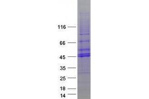 Validation with Western Blot