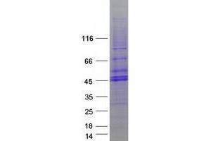 Validation with Western Blot (TOB2 Protein (Myc-DYKDDDDK Tag))