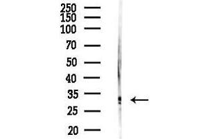 Western blot analysis of lysates from Mouse liver, using FGF5 Antibody at 1/1000 dilution.