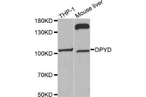 Western blot analysis of extracts of THP-1 and mouse liver cell lines, using DPYD antibody.