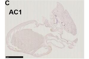 ADCY1 antibody  (AA 751-850)