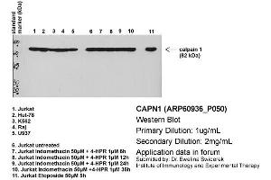 Primary dilution: 1ug/mL  Secondary dilution: 1:2000 (CAPNL1 antibody  (Middle Region))
