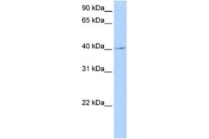 Western Blotting (WB) image for anti-LOC641765 antibody (ABIN2463403) (LOC641765 antibody)