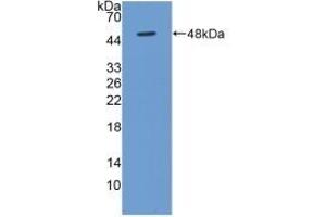 Detection of Recombinant BMP4, Human using Polyclonal Antibody to Bone Morphogenetic Protein 4 (BMP4) (BMP4 antibody  (AA 22-408))