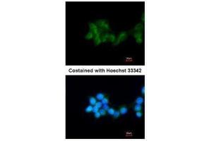 ICC/IF Image Immunofluorescence analysis of methanol-fixed HepG2, using BHMT, antibody at 1:200 dilution. (BHMT antibody)