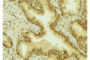 ABIN6277632 at 1/100 staining Mouse colon tissue by IHC-P. (UGT1A4 antibody)
