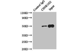Immunoprecipitating CSNK1G2 in Hela whole cell lysate Lane 1: Rabbit control IgG instead of (1 μg) instead of ABIN7146876 in Hela whole cell lysate. (Casein Kinase 1 gamma 2 antibody  (Isoform gamma 2))
