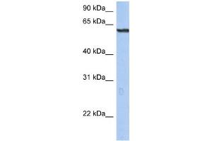Western Blotting (WB) image for anti-Tripartite Motif Containing 22 (TRIM22) antibody (ABIN2460132) (TRIM22 antibody)