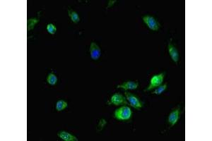 Immunofluorescence (IF) image for anti-Nuclear Factor of Activated T-Cells 5, Tonicity-Responsive (NFAT5) (AA 1422-1531) antibody (ABIN7161785)