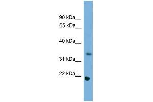 WB Suggested Anti-Sohlh1 Antibody Titration:  0. (SOHLH1 antibody  (Middle Region))