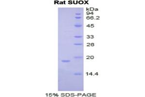 SDS-PAGE analysis of Rat Sulfite Oxidase Protein.