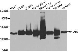 Western blot analysis of extracts of various cell lines, using MYO1C antibody (ABIN5974171) at 1/1000 dilution. (Myosin IC antibody)