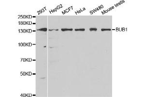 Western blot analysis of extracts of various cell lines, using BUB1 antibody (ABIN5970993) at 1/1000 dilution. (BUB1 antibody)