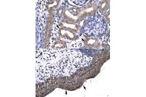 Immunohistochemical staining (Formalin-fixed paraffin-embedded sections) of (A) human kidney and (B) human spermatophore tissues with KIN polyclonal antibody . (KIN antibody  (AA 230-279))
