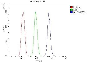 anti-Solute Carrier Family 2 (Facilitated Glucose Transporter), Member 9 (SLC2A9) (AA 262-297), (Middle Region) antibody