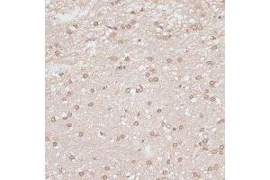 Immunohistochemistry of paraffin-embedded rat brain using GPKOW antibody. (GPKOW antibody  (AA 127-476))